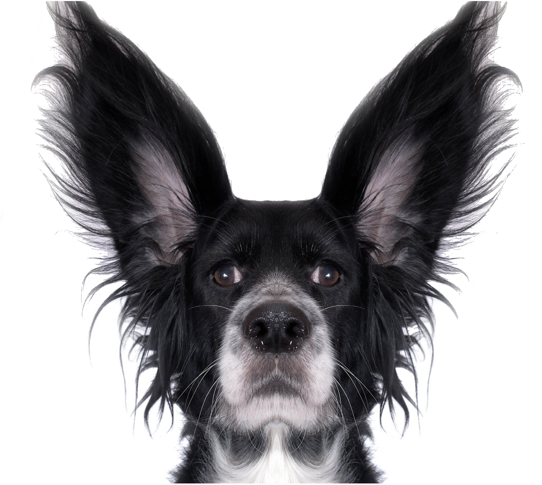 Dog, Fun, Dressing Up, Canine, Pet, Animal, Singular - Stupid Dog White Background (1127x952), Png Download