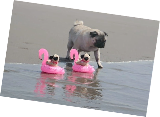 Dog Cat - Pug To The Beach (558x411), Png Download