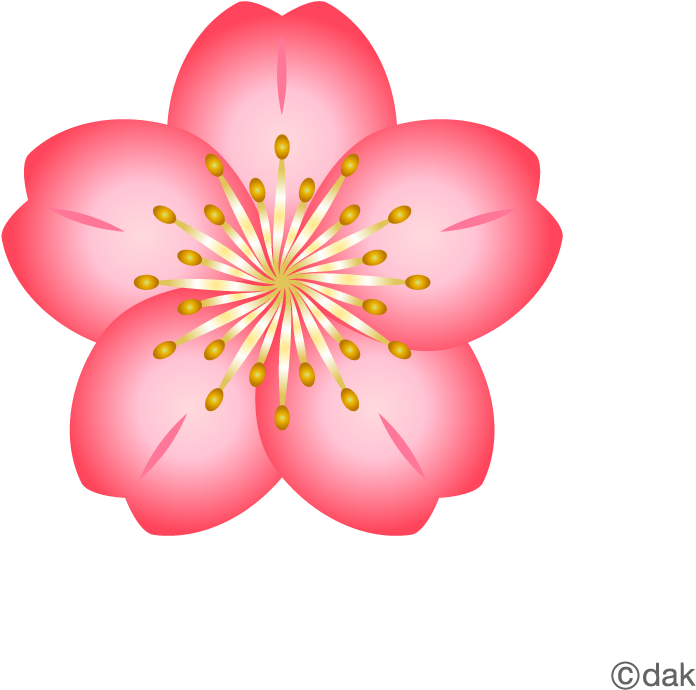 Cherry Blossom Flower Clipart (500x500), Png Download