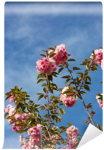 Beautiful Cherry Blossom , Pink Sakura Flower Wall - Cherry Blossom (400x400), Png Download
