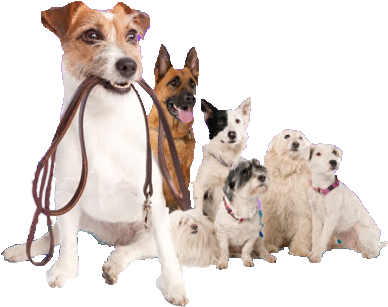 Dog Walking Png - Dog Walking (399x333), Png Download