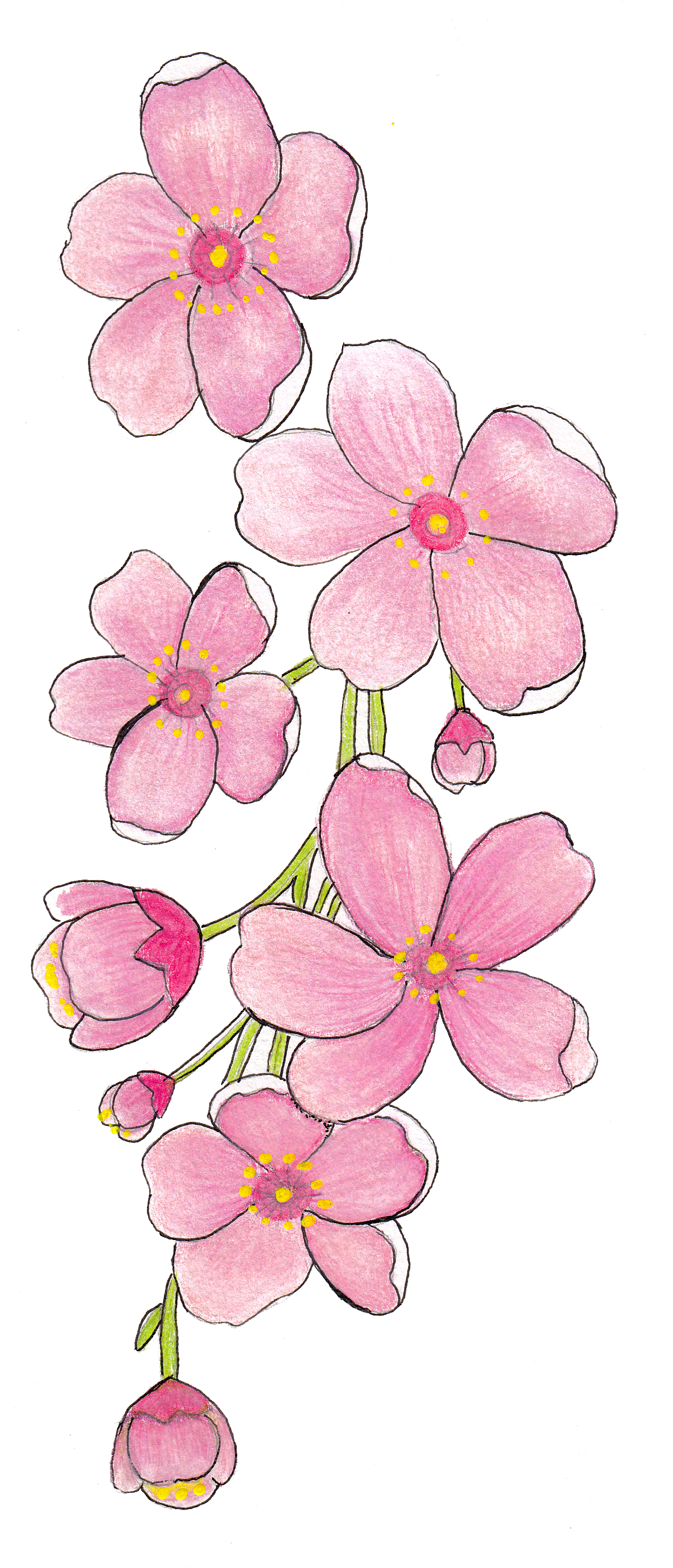 Sakura - Frangipani (1198x2762), Png Download