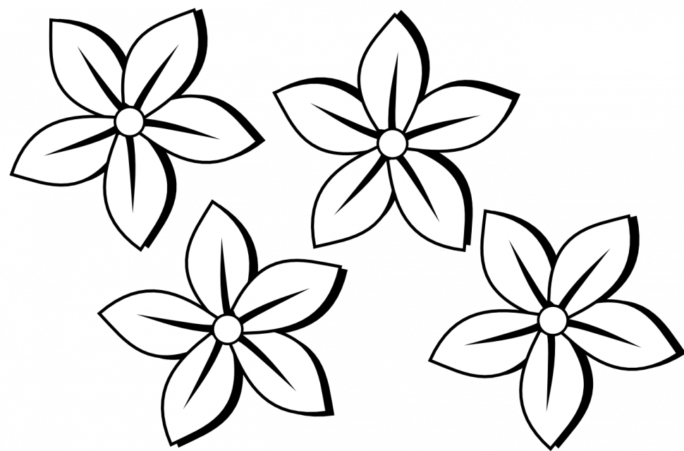 Drawing Tulips Black And White - Flower Black And White Png (970x639), Png Download