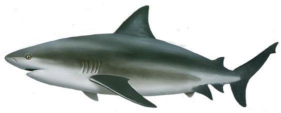 Bull Shark Png (561x250), Png Download