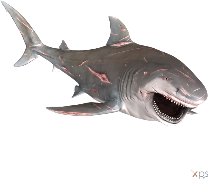 Bull Shark Png Graphic Transparent Stock - Great White Shark (894x894), Png Download