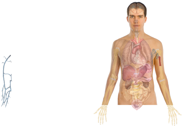 Download Banner Library Library Basics Clip Art At Clker Com Man Body Parts Chest Png Image With No Background Pngkey Com