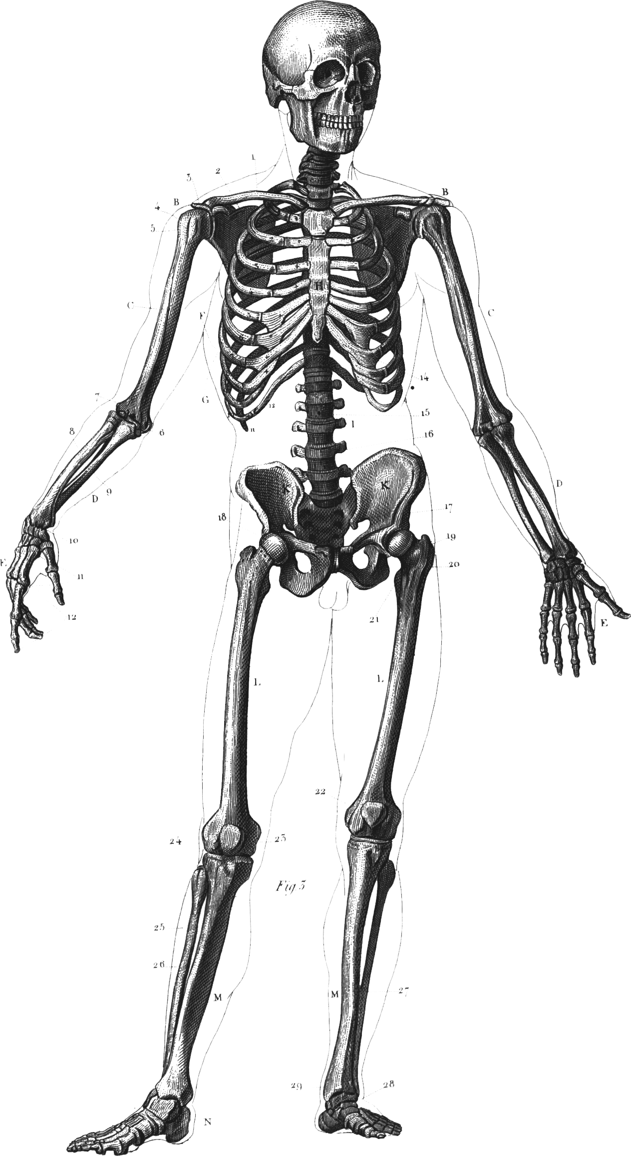 Skeleton - Human Body Bones Png (1264x2314), Png Download