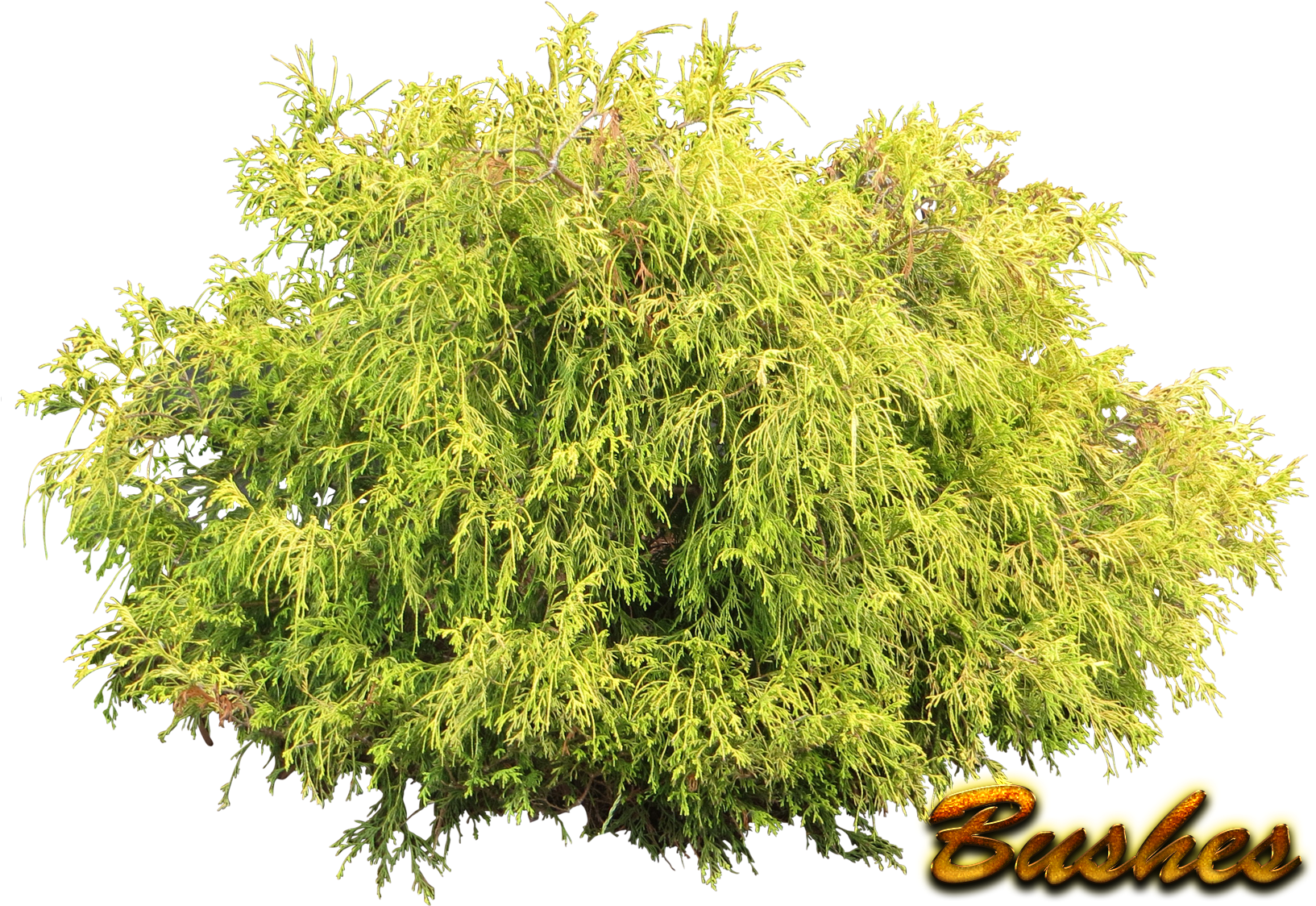 Bushes Png Pic - Wild Shrub White Background (1724x1190), Png Download