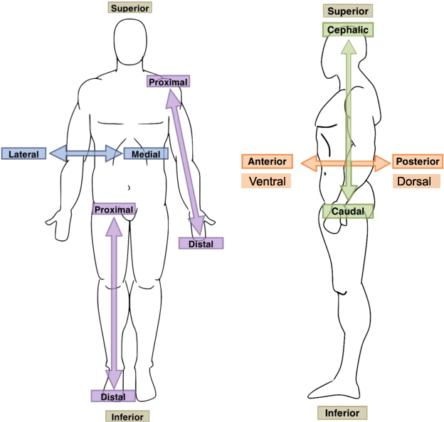 Pairs Of Terms Providing Anatomical Direction Or Orientation - Anatomical Directions (750x599), Png Download