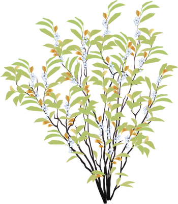 Ian Symbol Myrica Cerifera - Drawing Of Shrub Plant (350x400), Png Download
