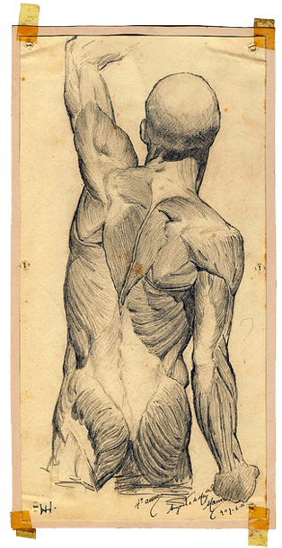 Clipart Library Download Anatomical Drawing Human Body - Drawing (600x631), Png Download