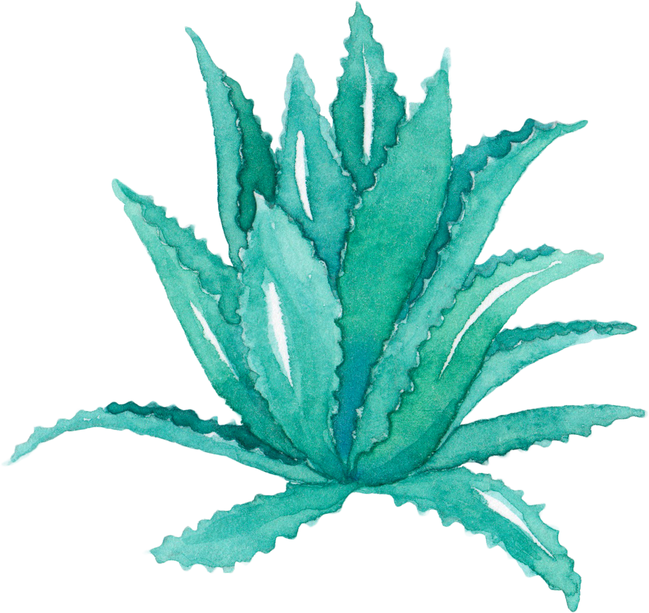 Aloe Vera Leaf Agave Watercolor Painting Succulent - Aloe Vera Watercolor Png (1320x1247), Png Download