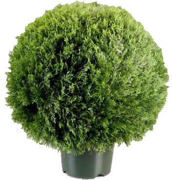 Green Topiary (425x432), Png Download