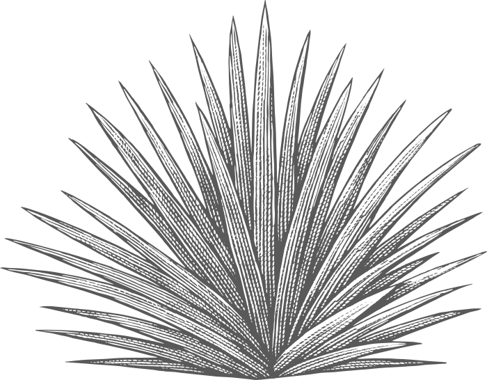The Heart Of Tequila - Blue Weber Agave Png (700x546), Png Download