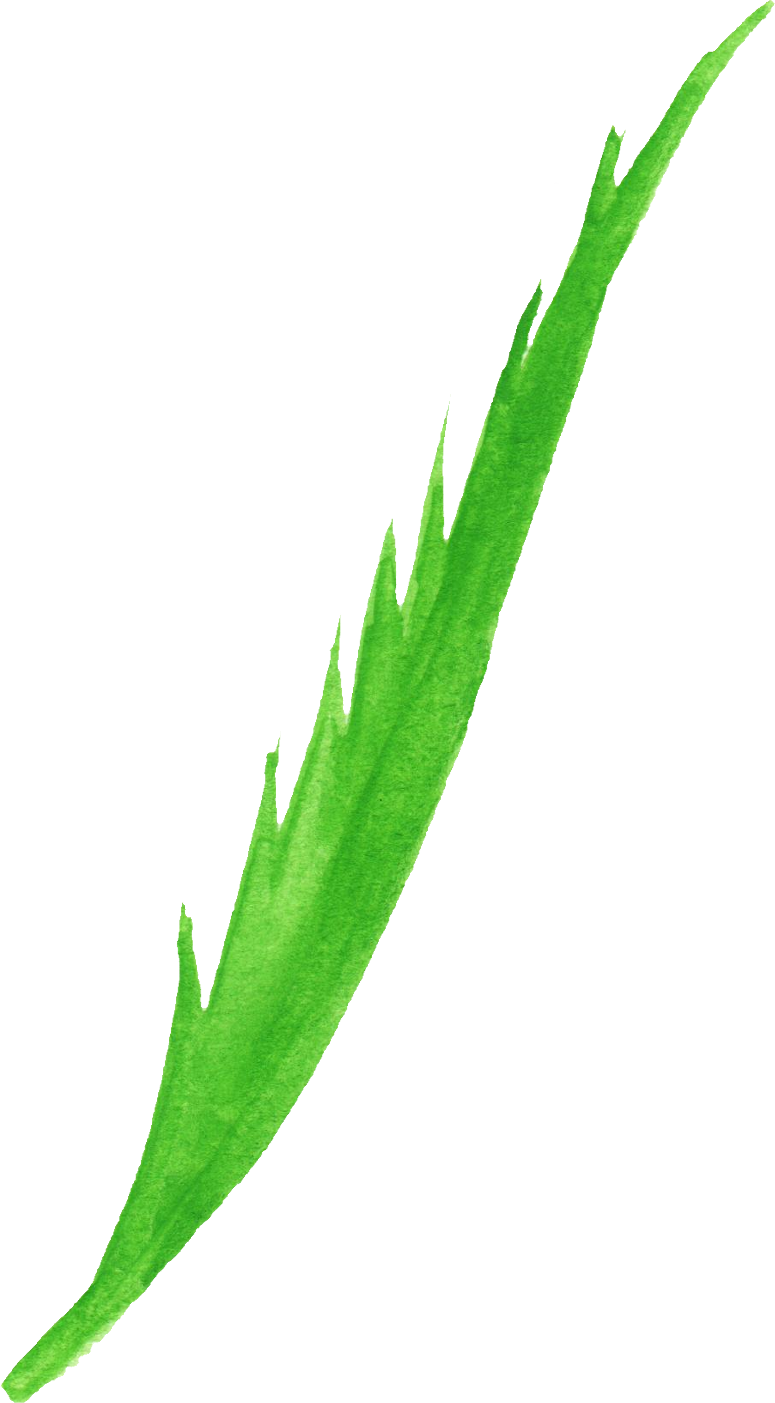 Free Download - Agave (775x1403), Png Download