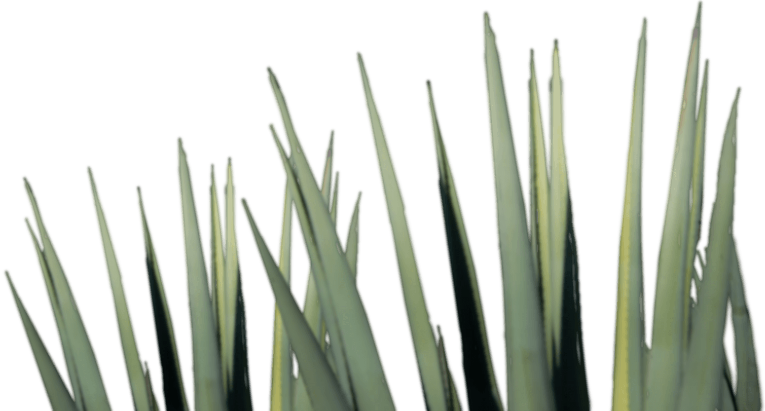 Agave Tequila Png (1509x811), Png Download