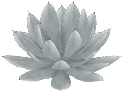 California Cabbage Agave - Agave (480x480), Png Download