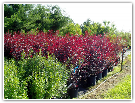 Shrubs Available - Minnesota (489x336), Png Download