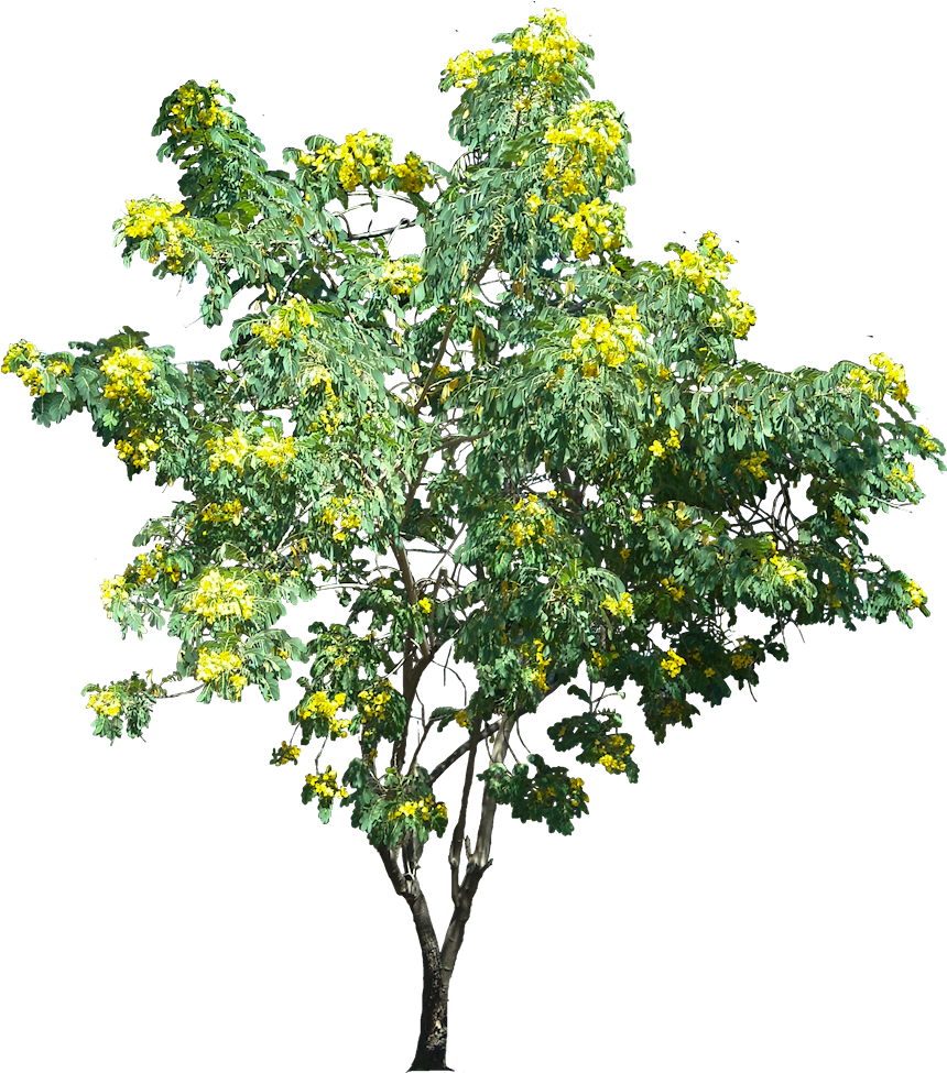 Plant - Google 검색 - Tree (878x1004), Png Download