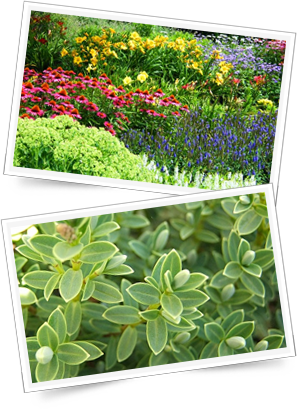 Buy Perennials And Shrubs Direct From The Nursery Near - Creative 3d Blaster Geforce Graphics Card - 64 Mb Ddr (297x409), Png Download