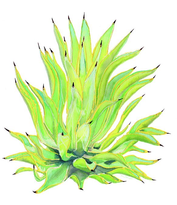 Bleed Area May Not Be Visible - Agave (600x676), Png Download