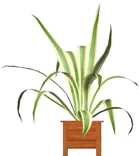 Agave Americana Marginata - Houseplant (750x527), Png Download