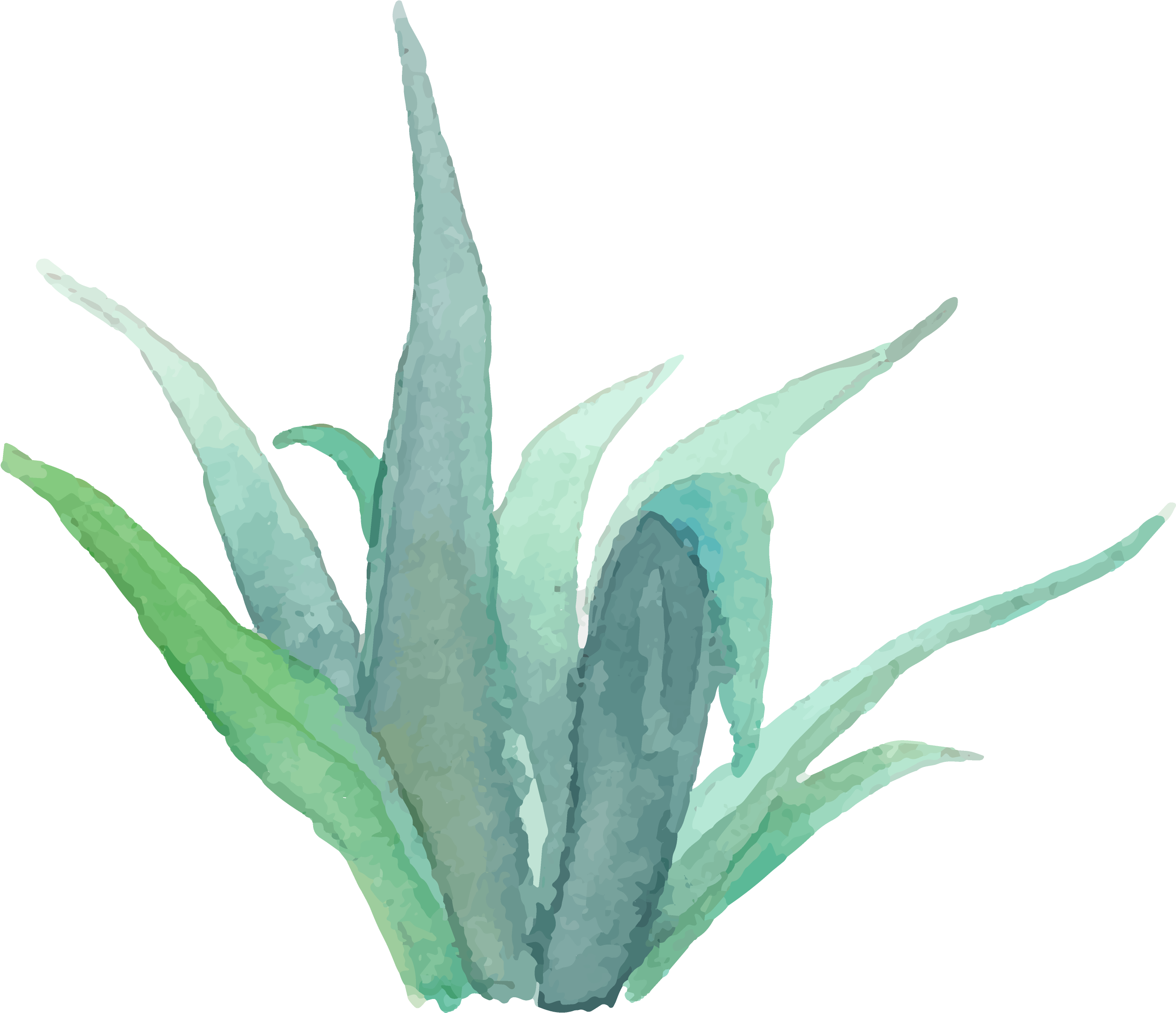 View Portrait Images - Watercolor Succulent Transparent Png (3324x3124), Png Download