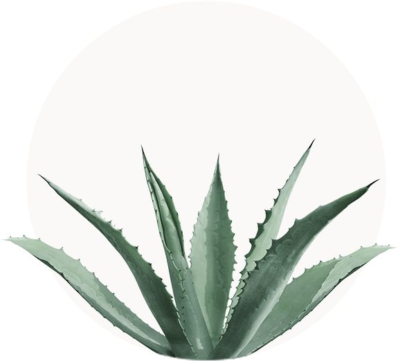 Agave Americana - Agave Cactus (580x580), Png Download