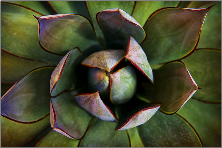 Agave Del Desierto - Desert (750x750), Png Download