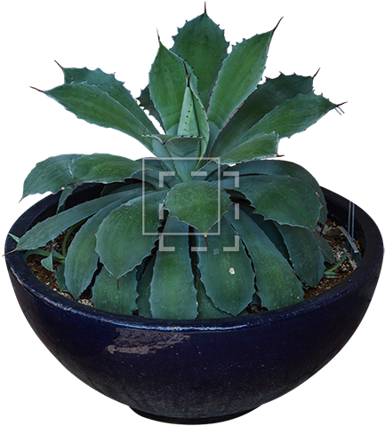 Parent Category - Agave Azul (450x497), Png Download