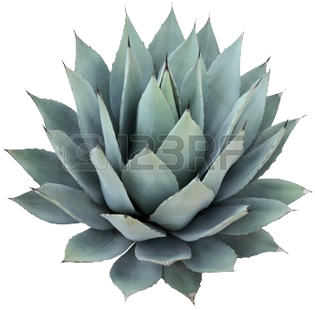 Cycad - Succulent Plant Wall Sticker (344x398), Png Download