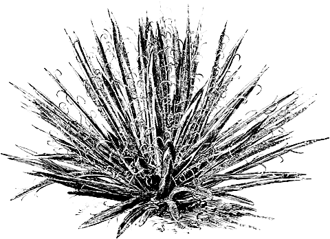 “in - Agave (500x363), Png Download