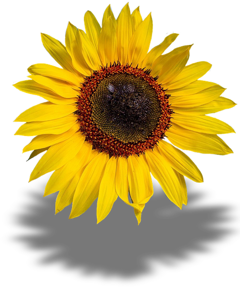 Sun Flower, Transparent Background, Png - Sonnenblume Png (540x720), Png Download