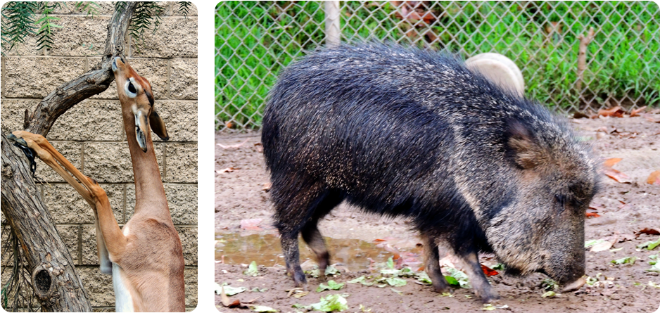 Other Than The Gorillas, This Furry Little Pig Stole (1000x500), Png Download