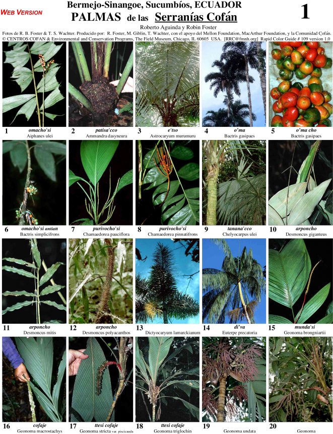 Sucumbíos Serranías Cofán Palms (672x880), Png Download