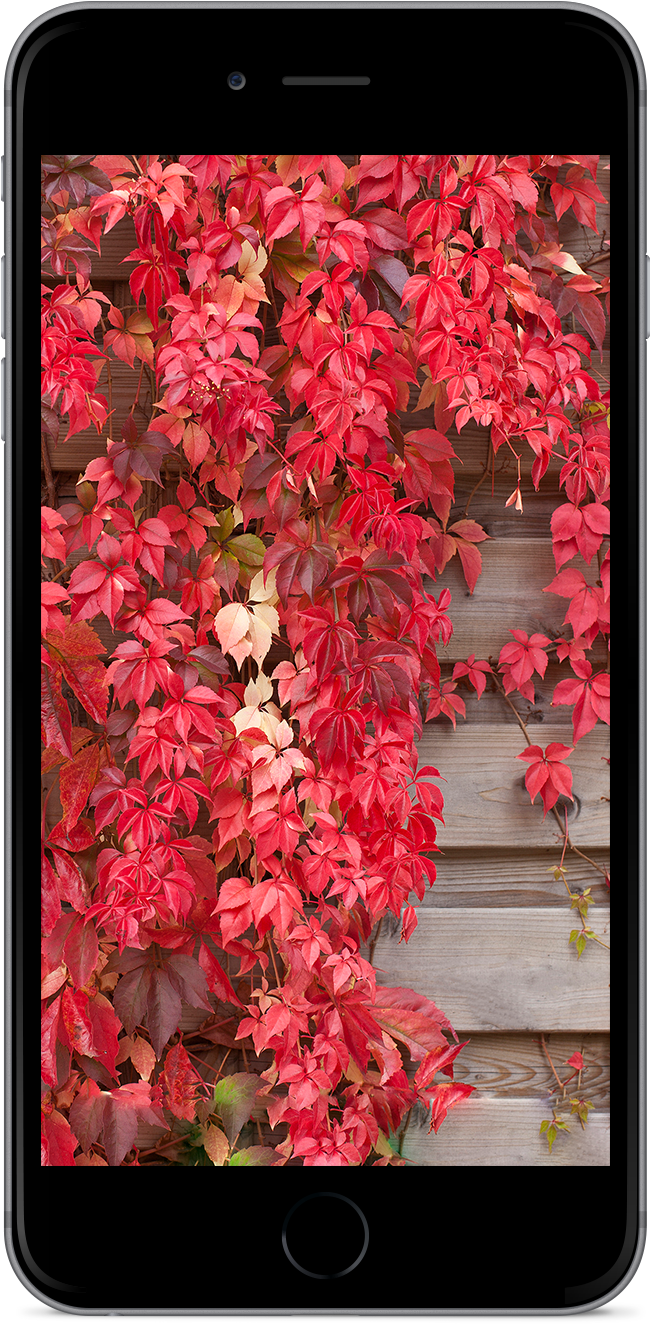 Ios 10 Home (910x1465), Png Download