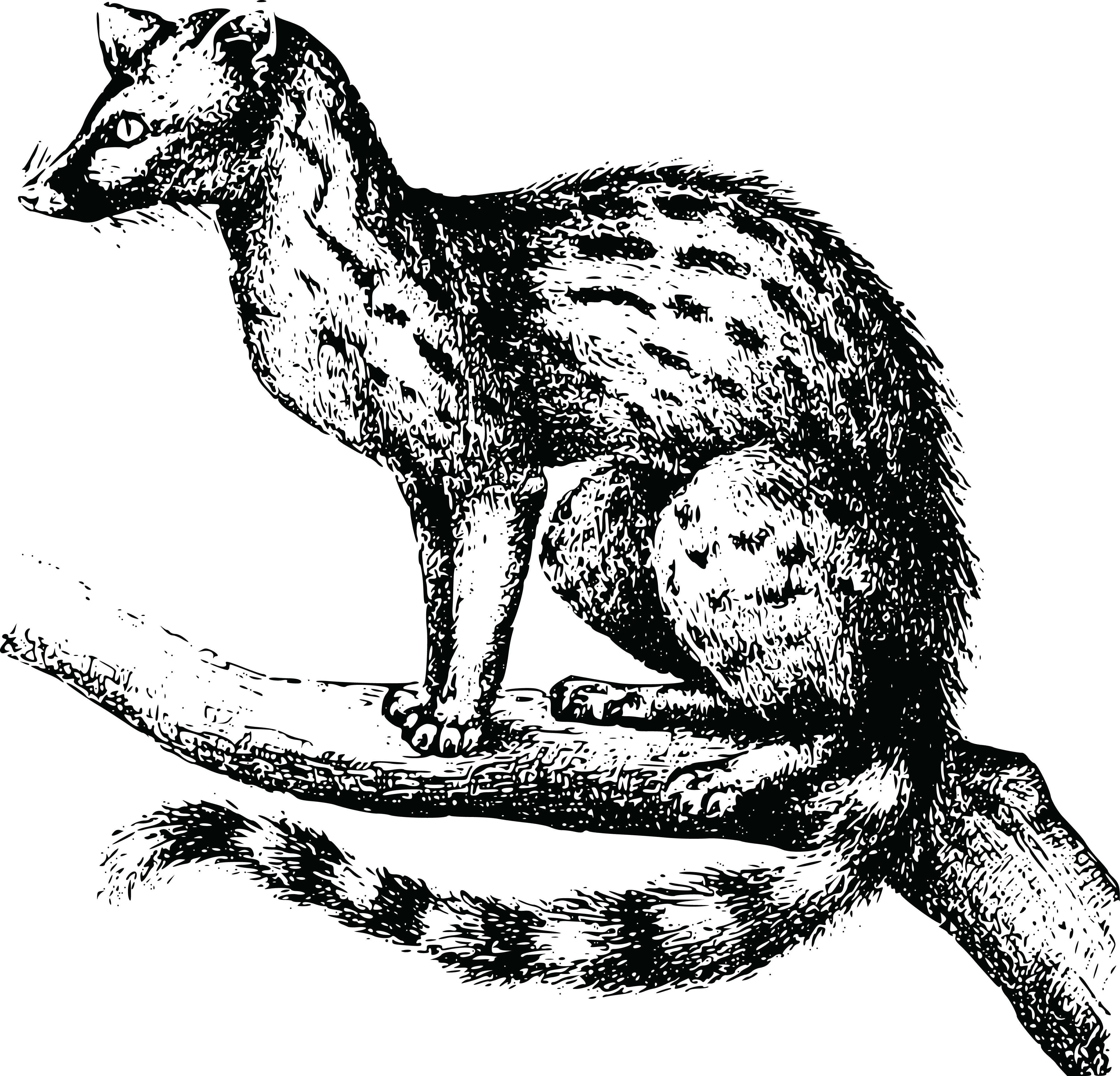 , , (4000x3843), Png Download