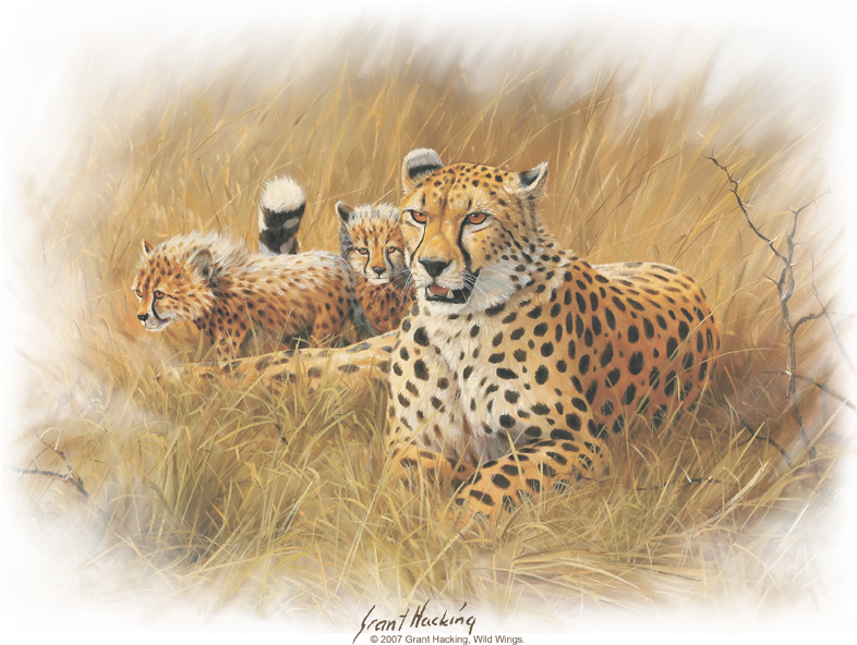Wildlife Cheetah Family Youth T Shirt (792x604), Png Download