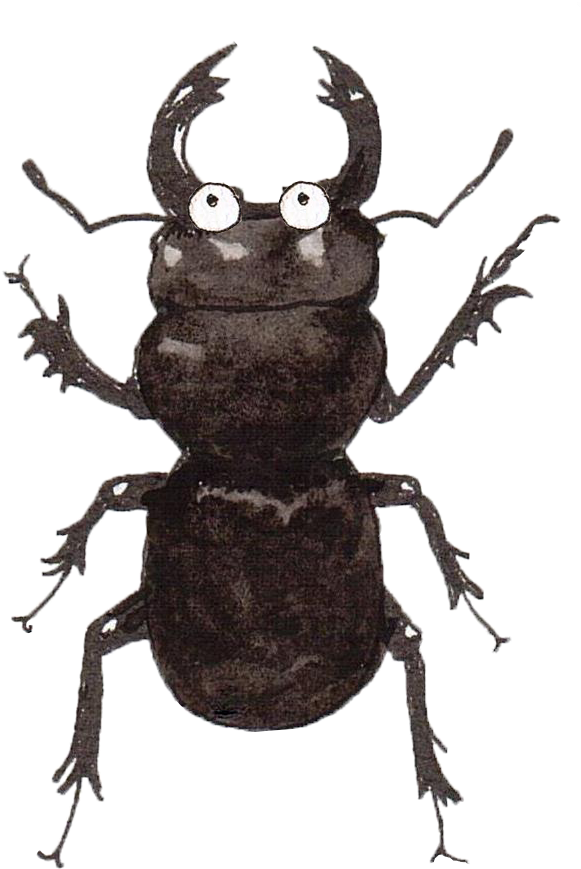 And To Finish Off, Some Birds That Appear In Australia (623x909), Png Download