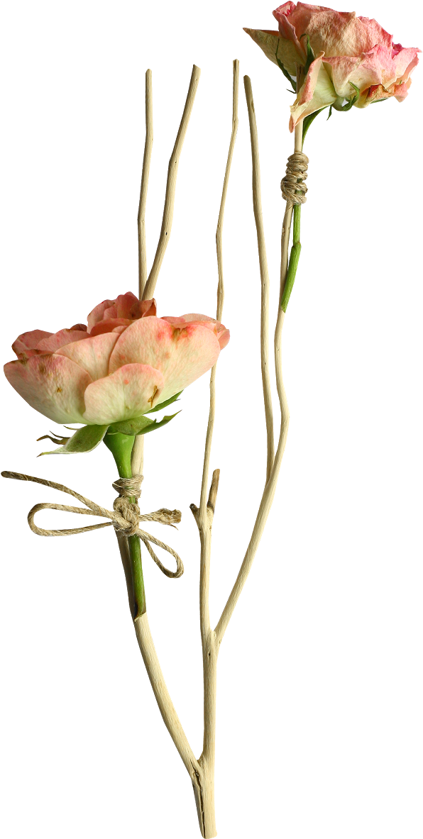 Long Stem Rose Png (1600x1600), Png Download