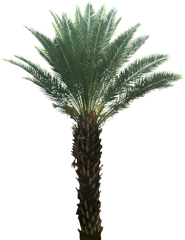 Png Trees For Photoshop (646x813), Png Download