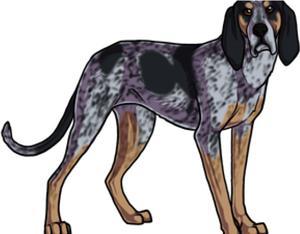 Hound Clipart Blue Tick Hound (640x480), Png Download