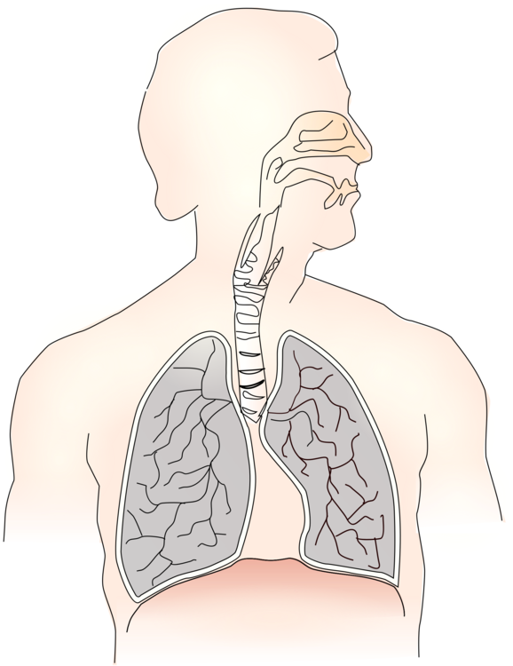 Inhalation Lung Exhalation Respiratory System Trachea (578x750), Png Download
