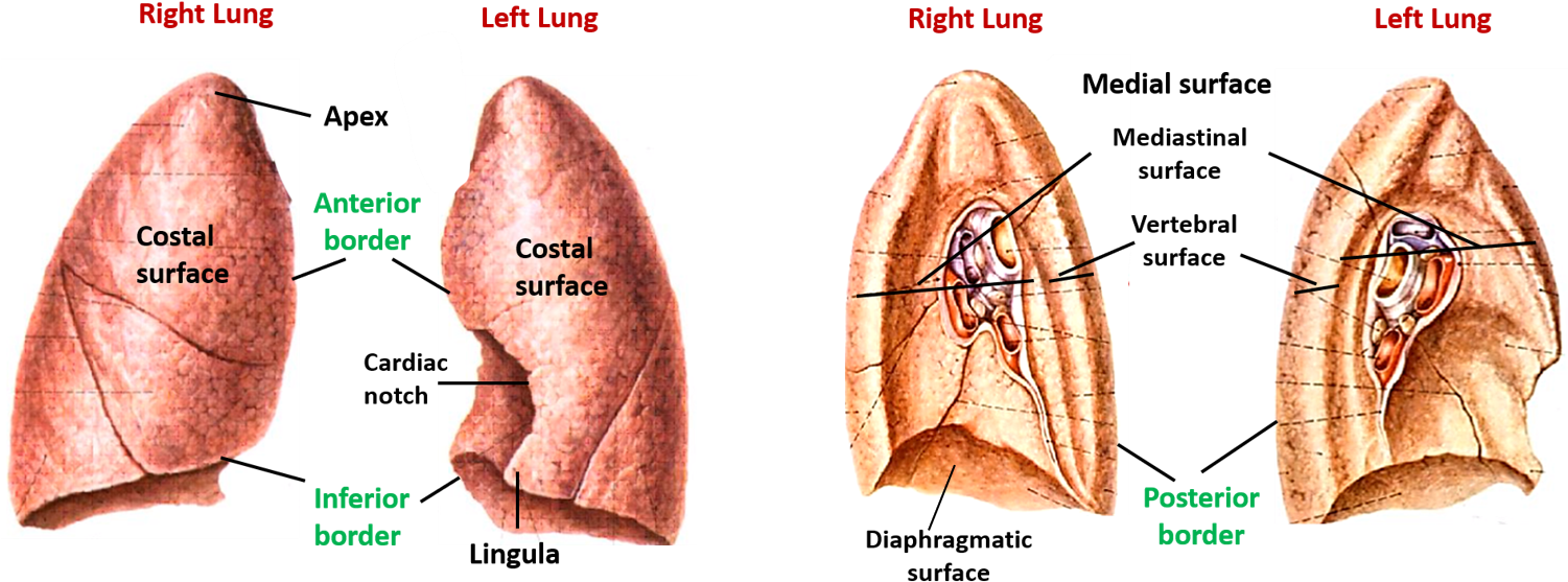 Lungs Anatomy Qa Apex Of Axilla Base Of Axilla (1500x594), Png Download