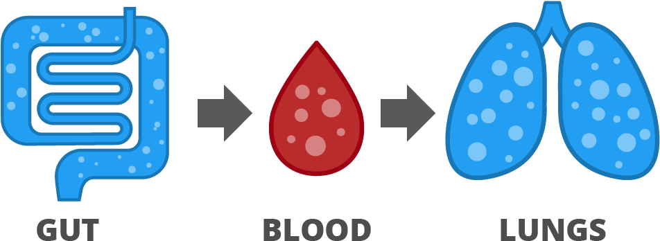 Fermentation In The Gut Causes The Release Of Gases, (1060x430), Png Download