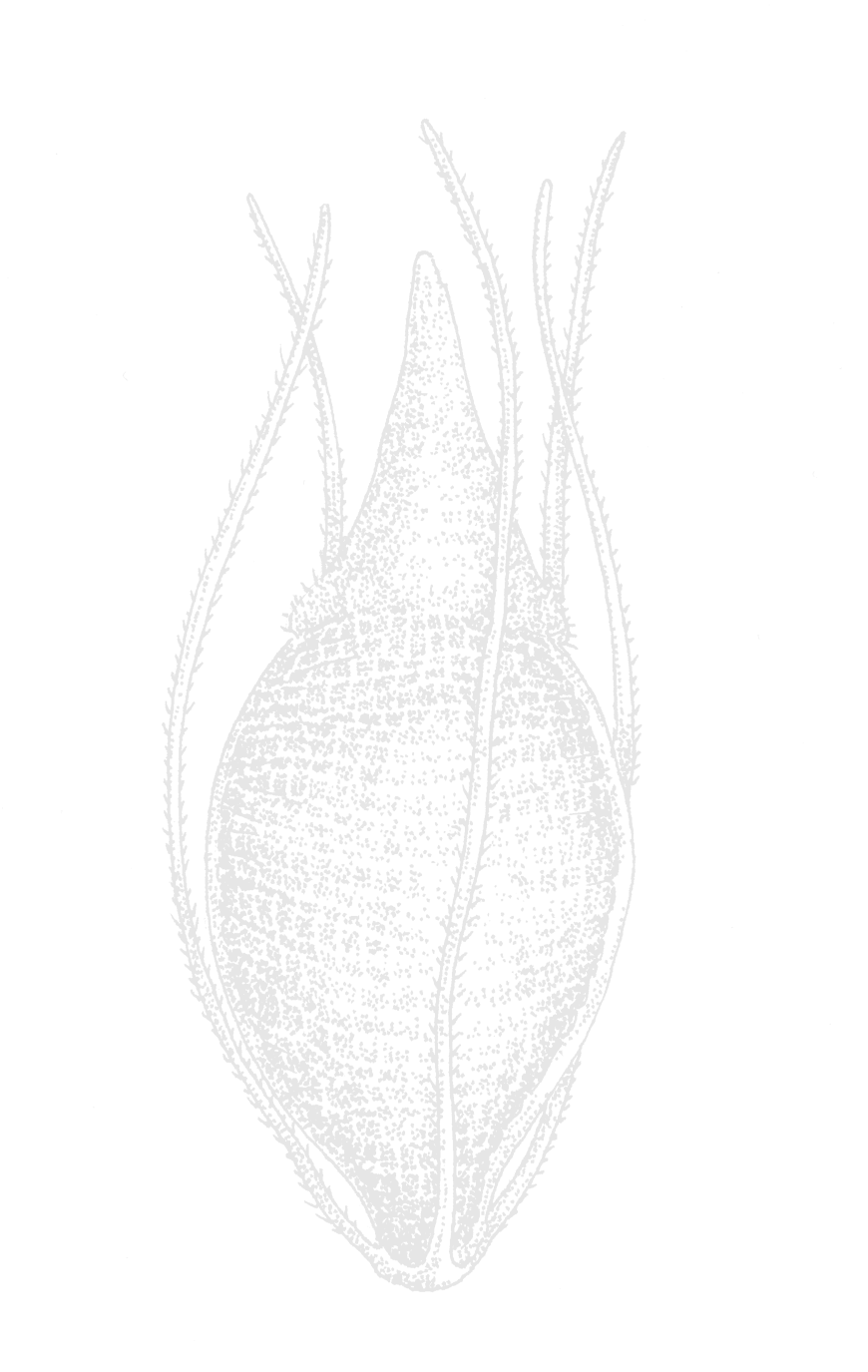 Rhynchospora Fusca Ef 123 (870x1375), Png Download