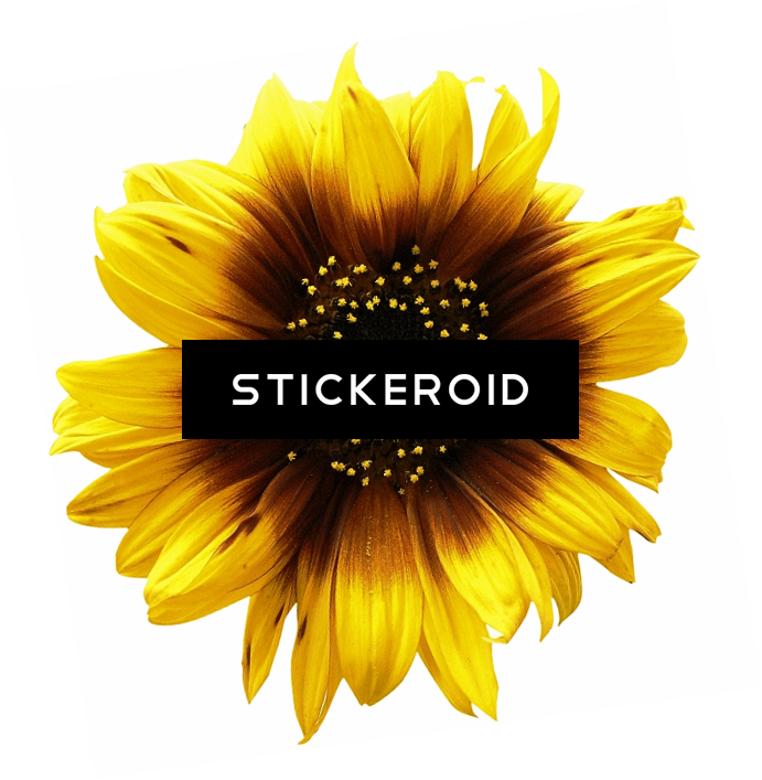 Sunflower (691x707), Png Download