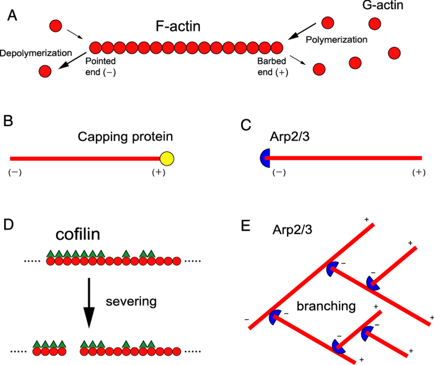 Filamentous Actin (f Actin) Is A Polar Polymer Consisting (850x715), Png Download