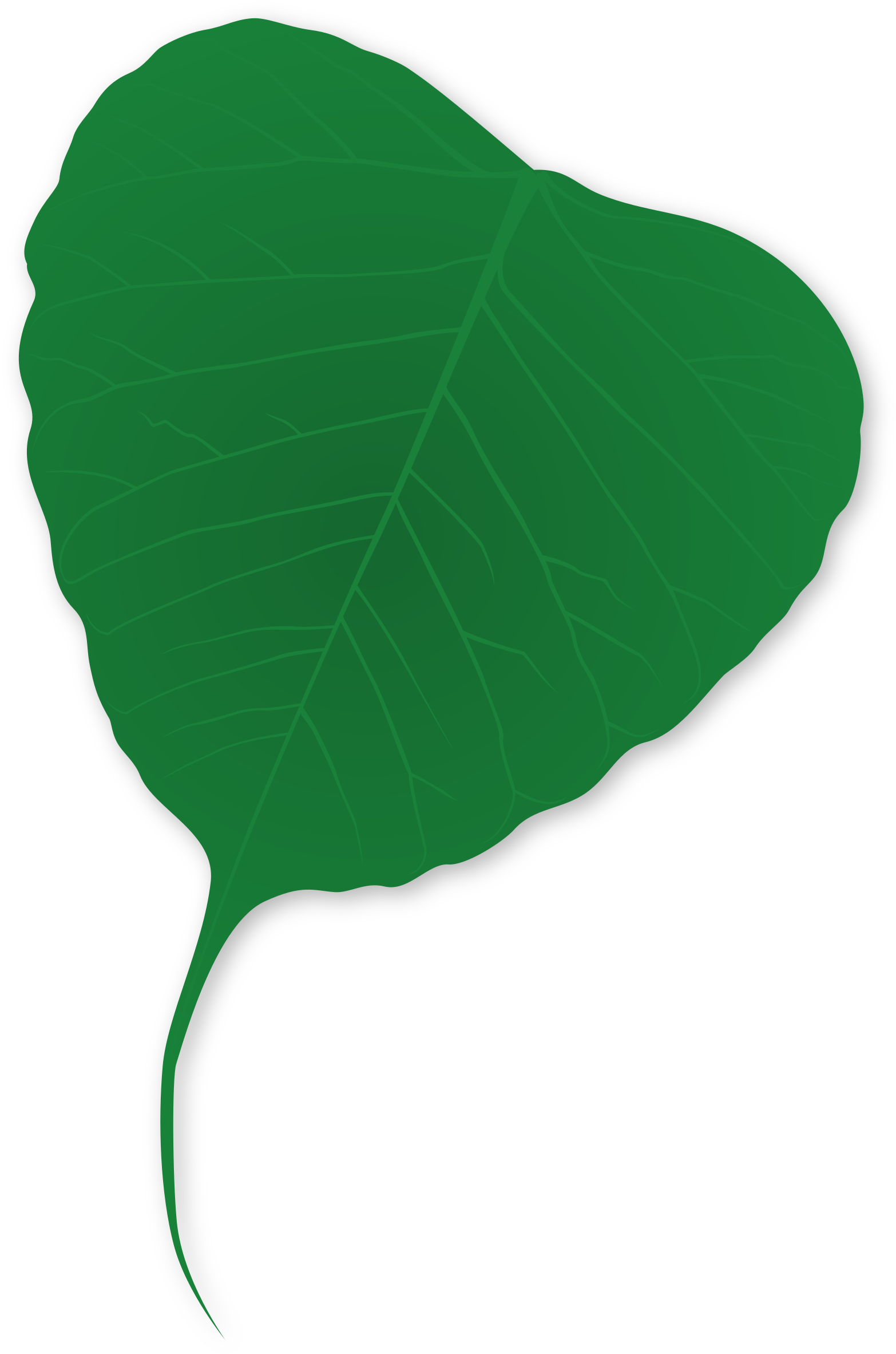 This Free Icons Png Design Of Ginko Leaf (1569x2400), Png Download