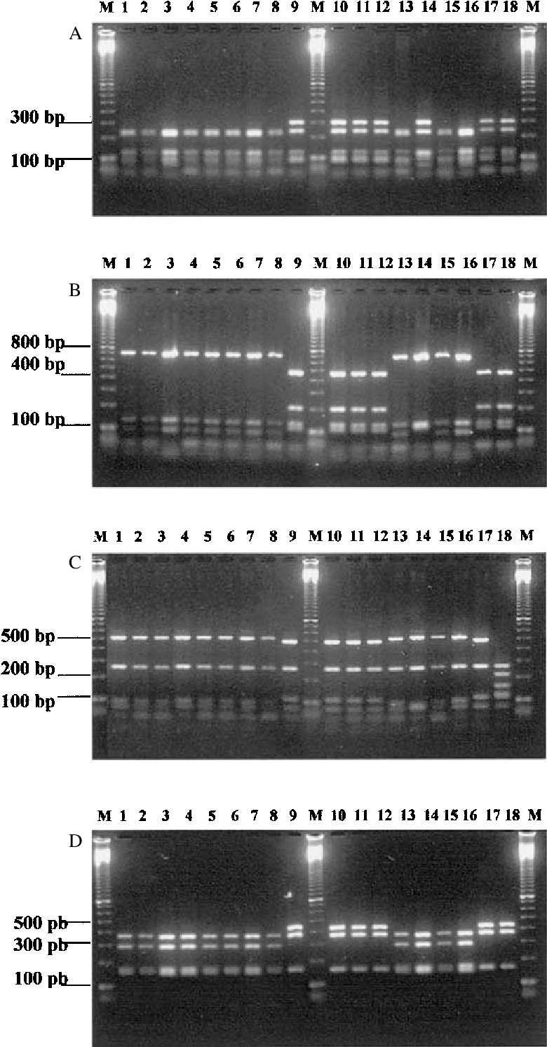Pcr Rflp Of The 16s 23s Rdna Spacer Regions Digested (786x1500), Png Download